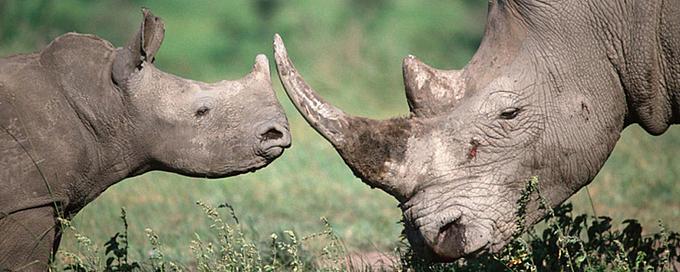 I Love Rhino: The Power of Wristbands