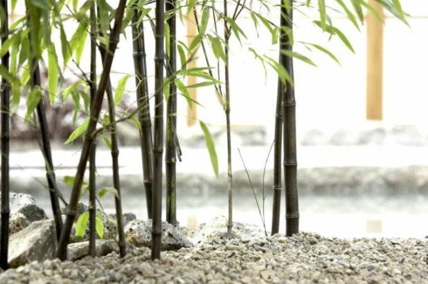 8 Reasons To Choose 100% Natural Bamboo Wrist Bands